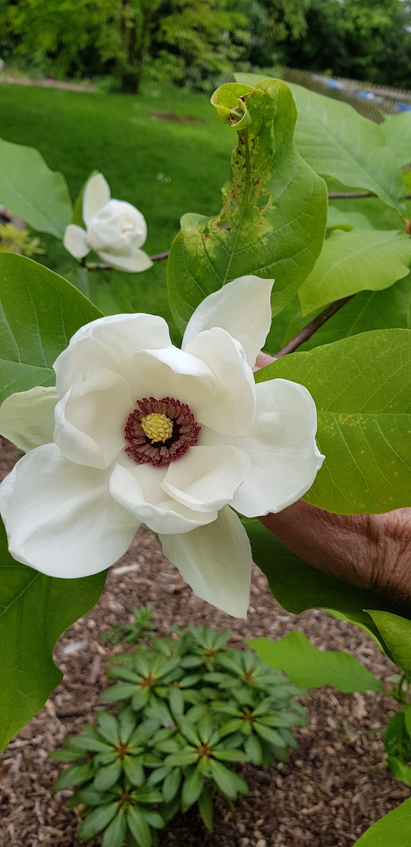 x weiseneri Aashild Kalleberg